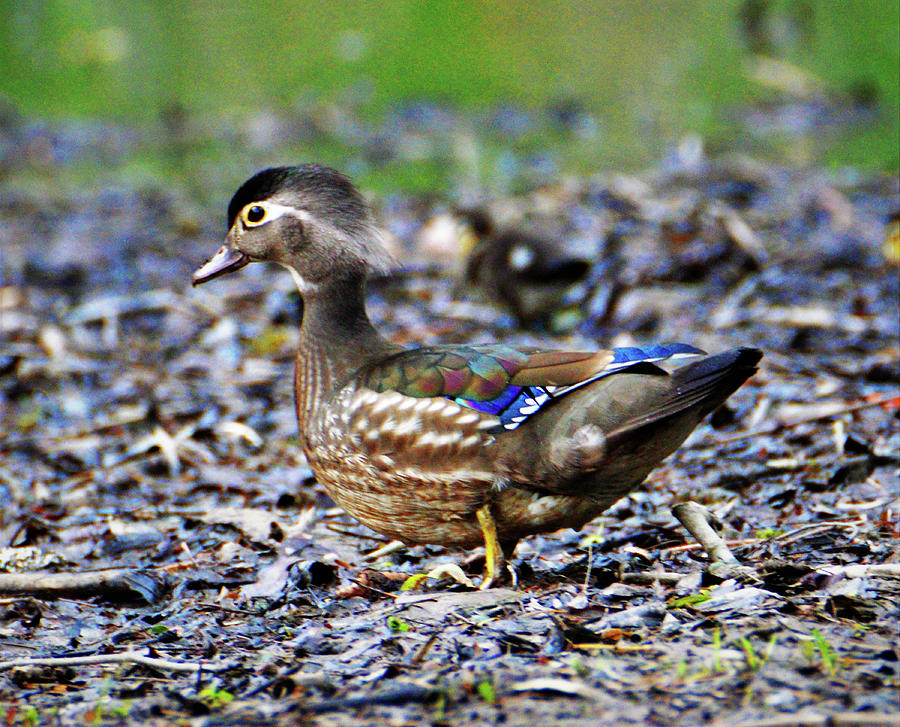 Colorful Wood Duck Hen Photograph by Kathy Kelly