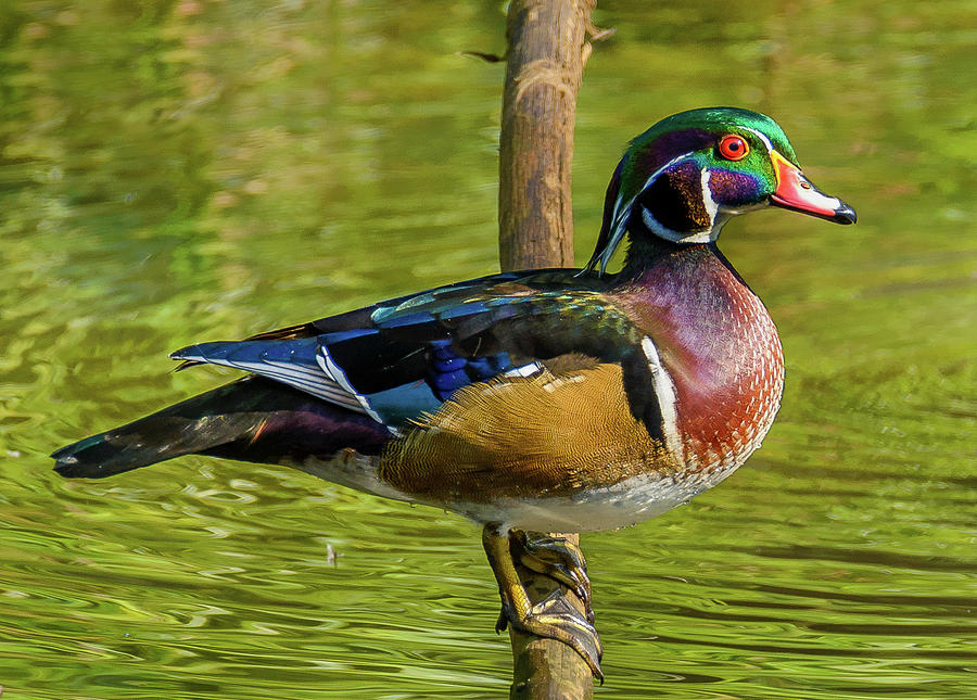 Colorful Wood Duck Photograph by Jerry Cahill