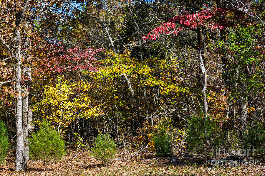 Colorful Woodlands - Natchez Trace Photograph by Debra Martz