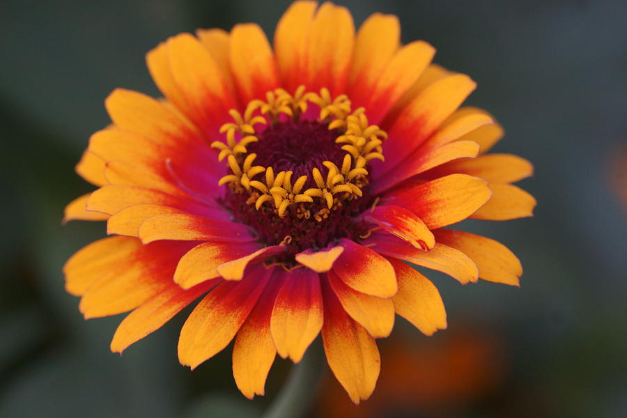 Colorful Zinnia 2 Photograph by Dimitry Papkov
