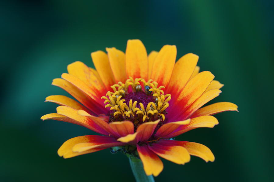 Colorful Zinnia 4 Photograph by Dimitry Papkov