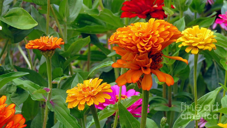 Colorful Zinnia Flowers Photograph by Kay Novy