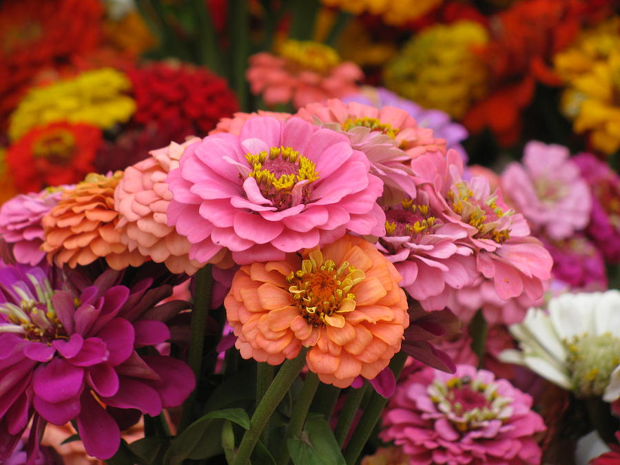 Colorful Zinnias Photograph by Alfred Ng