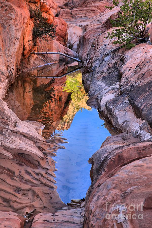 Colorful Zion Reflections Photograph by Adam Jewell