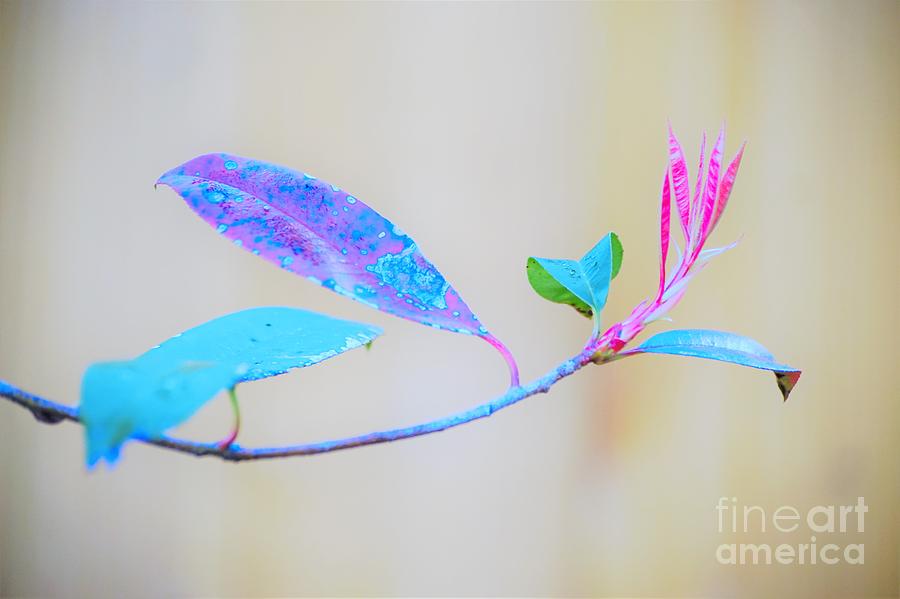 Colorfully designed Photograph by Merle Grenz