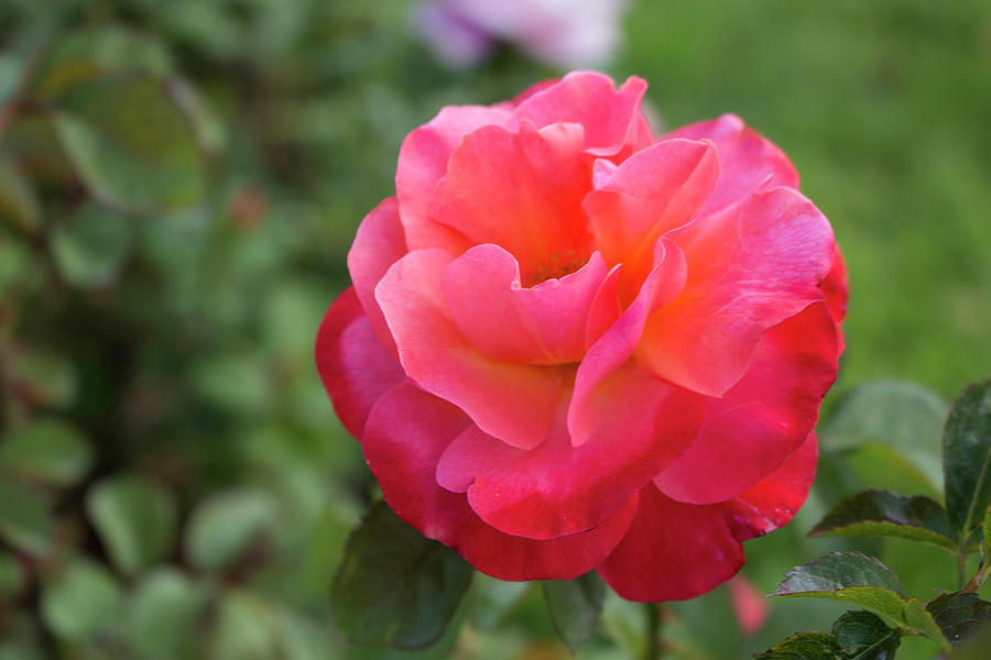 Colorific Rose Photograph by K Bradley Washburn