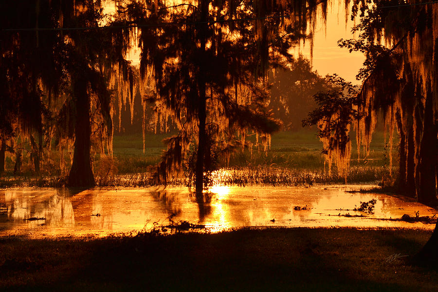 Swampy Sunrise