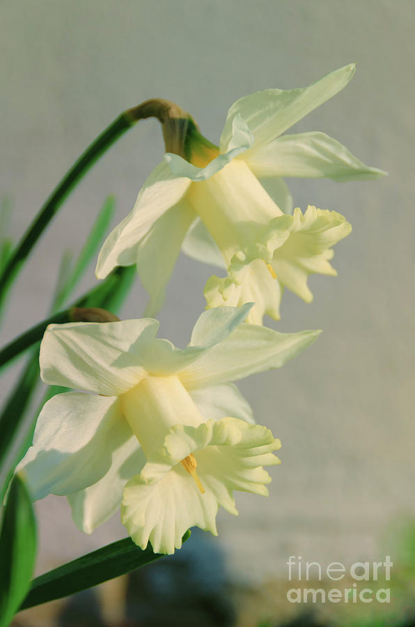Colorized Daffodils Nature / Floral / Botanical Photograph Photograph by PIPA Fine Art - Simply Solid