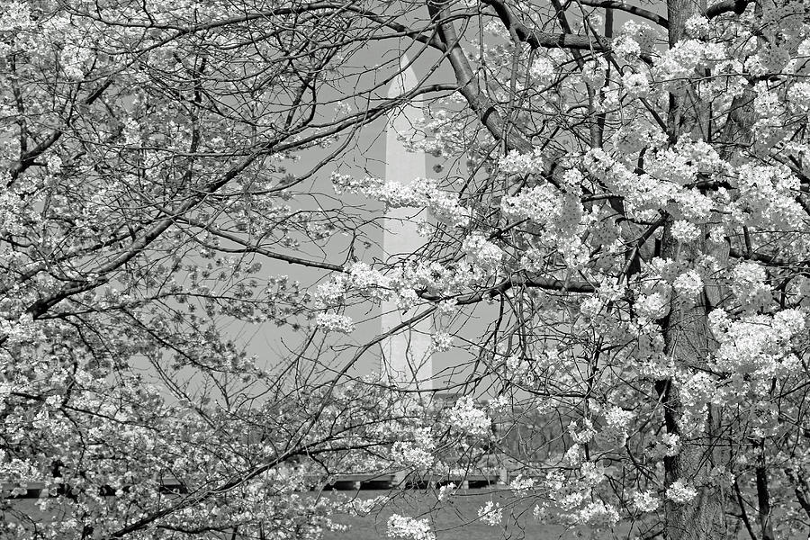 Colorless Cherry Blossoms And Washington Monument Photograph by Cora Wandel