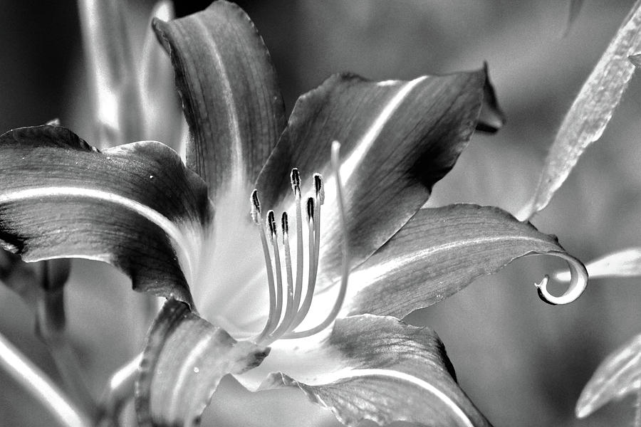 Colorless Flower Photograph by David Stasiak