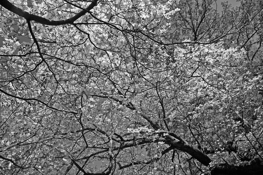 Colorless Tree Blooms Photograph by Cora Wandel