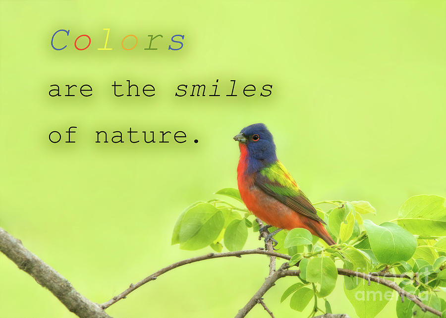 Colors are smiles of nature Photograph by Sari ONeal