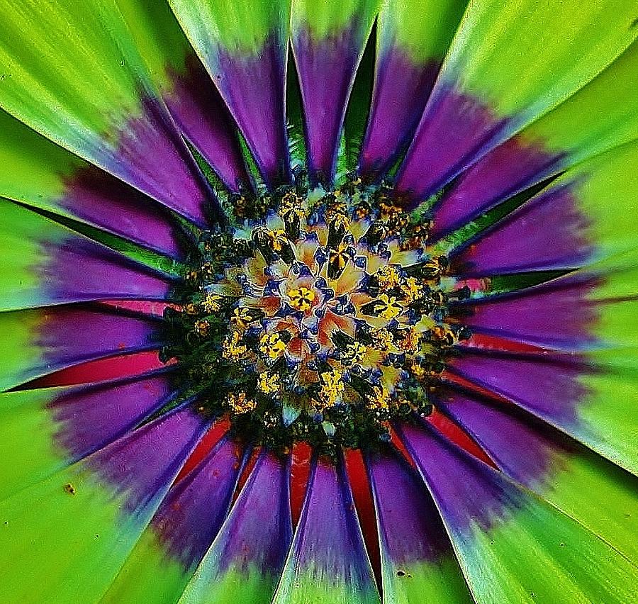 Colors Inside a Flower Photograph by Thomas McGuire
