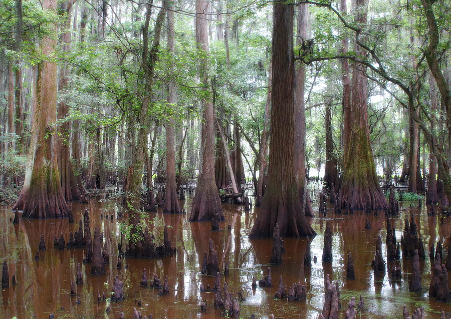 Colors of a Bayou Photograph by Karen Ray - Fine Art America