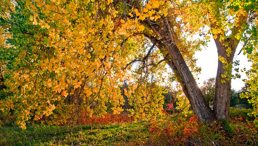 Colors of a Meadow Photograph by Tim Reaves - Fine Art America