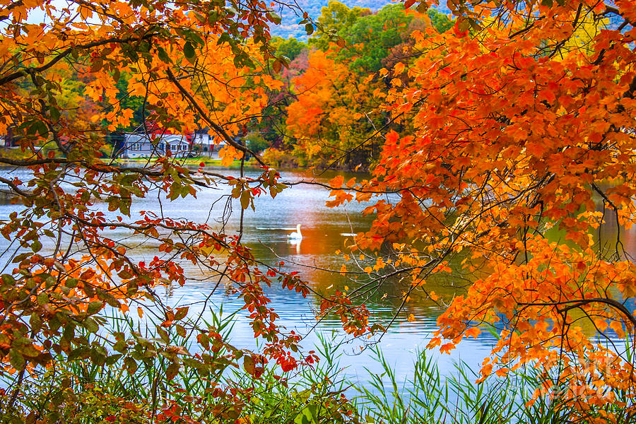 Colors of a swan Photograph by William E Rogers - Fine Art America