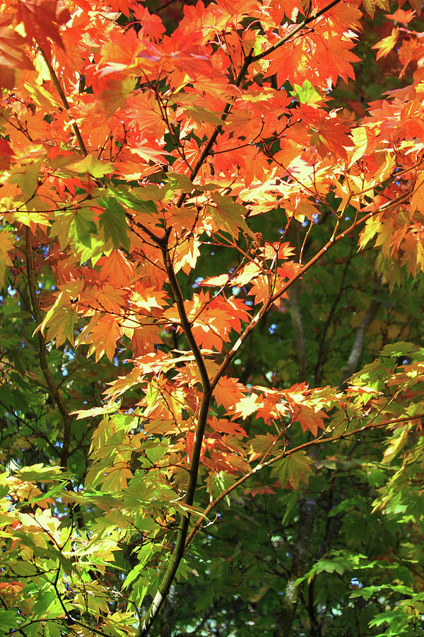 Colors of an Autumn Tree Photograph by Bonnie Follett