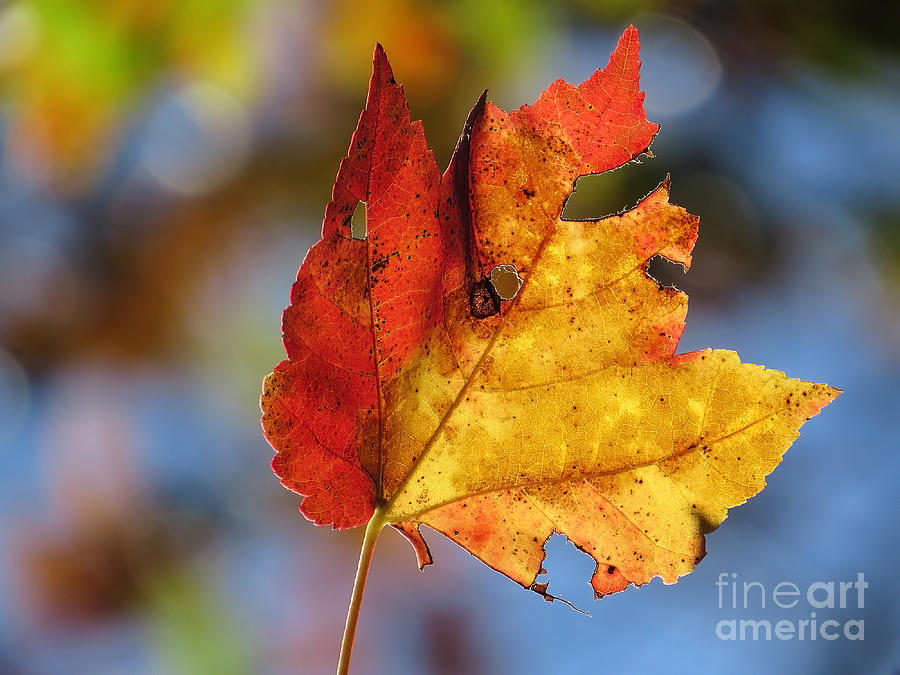 Colors of Autumn 2015 Photograph by Lili Feinstein