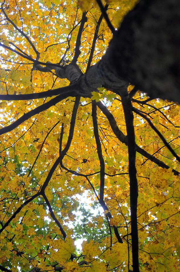 Colors of Autumn Photograph by Bonfire Photography