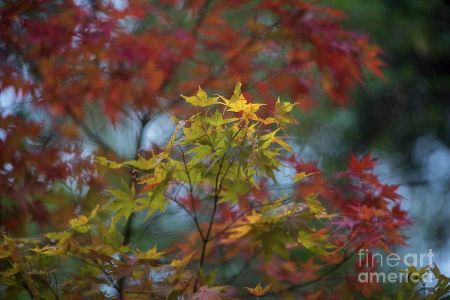 Colors of Autumn in the Arboretum Photograph by Mike Reid