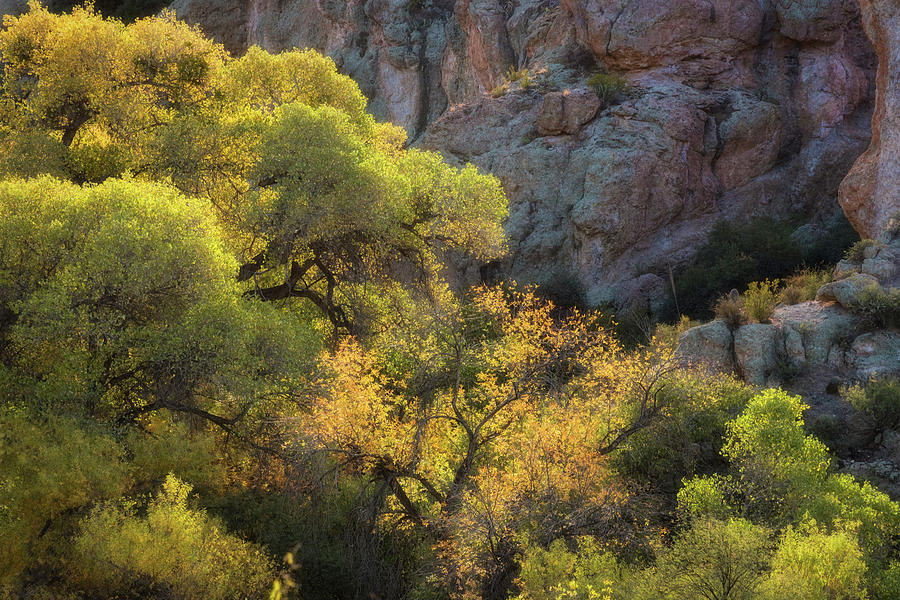 Colors of Autumn in the Sonoran  Photograph by Saija Lehtonen