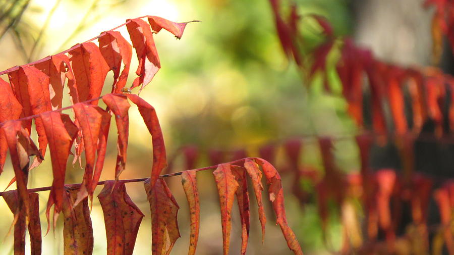 Colors of Autumn Photograph by Kimberly Mackowski
