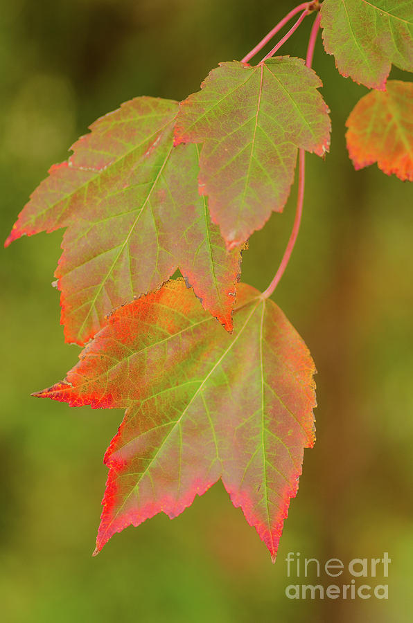 Colors Of Autumn Photograph by Nick Boren
