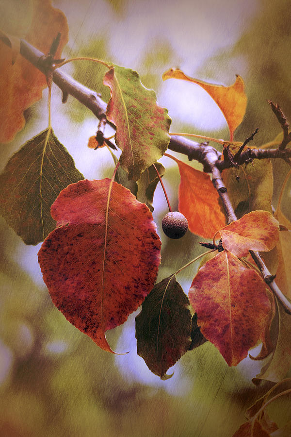 Fall Photograph - Colors of Autumn  by Saija Lehtonen
