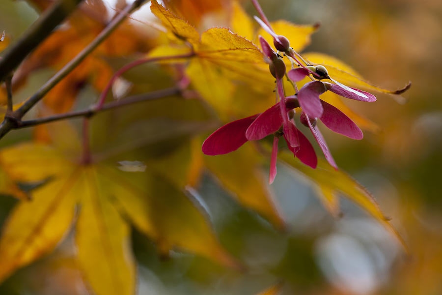 Colors of Autumn Photograph by Steve Gravano