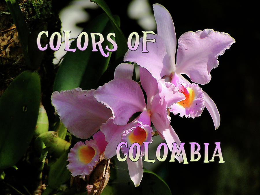 Colors of Colombia Photograph by Blair Wainman