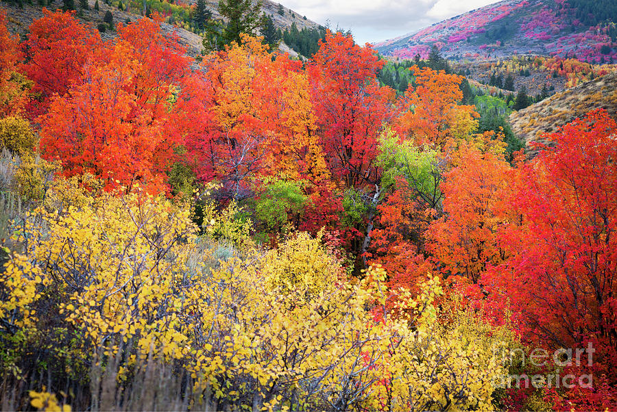 Colors of Fall Photograph by Bret Barton