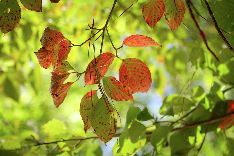 Colors of Fall Photograph by Karen Ruhl