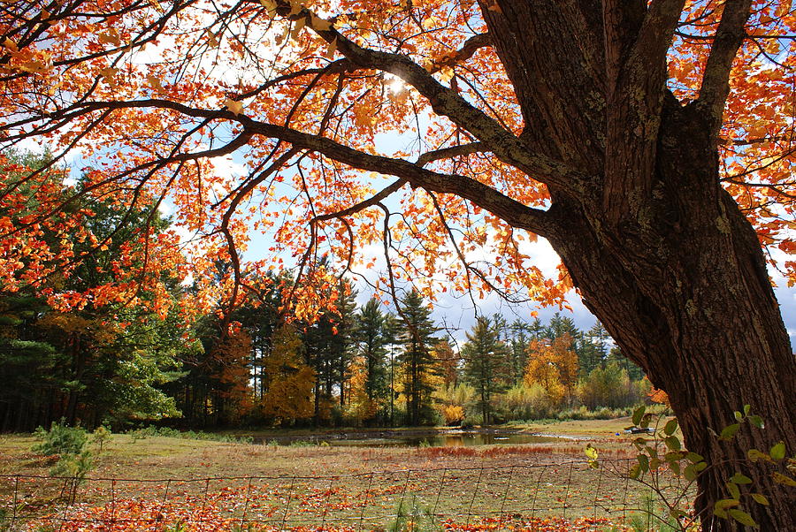 Colors of Fall Photograph by Lois Lepisto