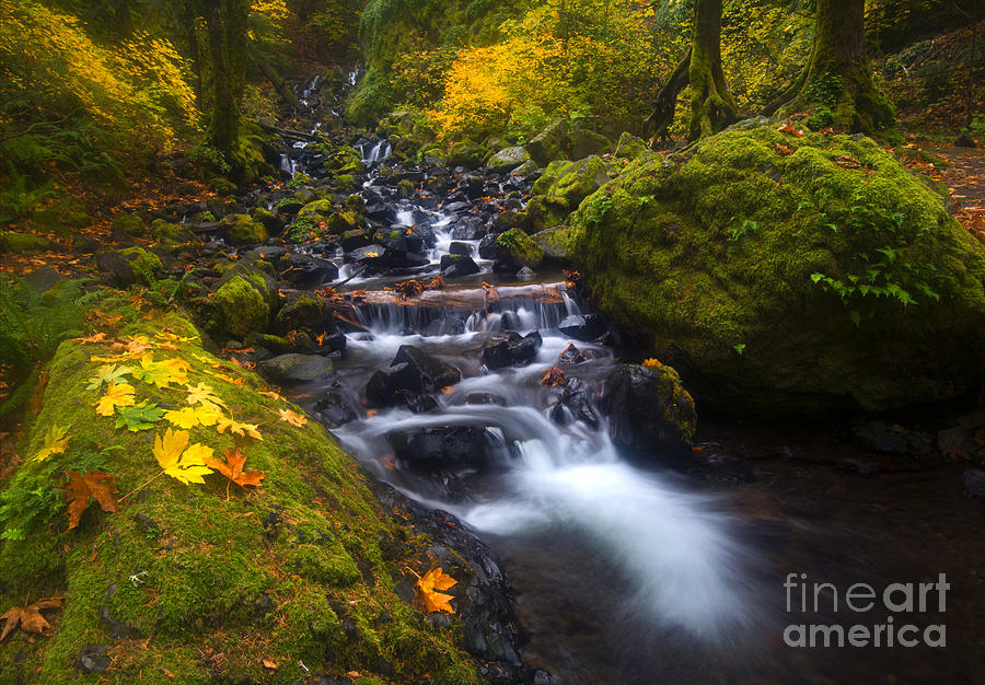 Colors of Fall Photograph by Michael Dawson