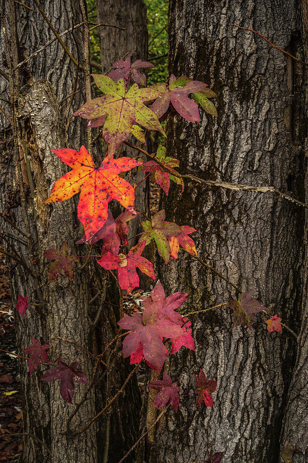 Colors Of Fall Photograph by Randall Evans