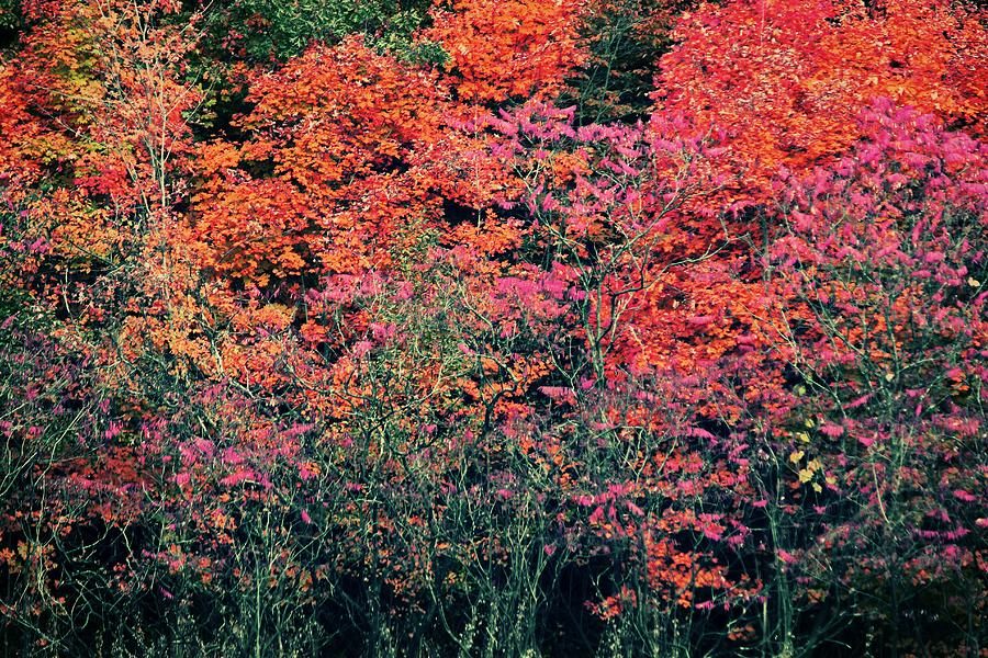 Colors of Fall Photograph by The Art Of Marilyn Ridoutt-Greene