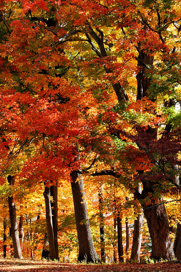Colors of Fall Photograph by William Selander