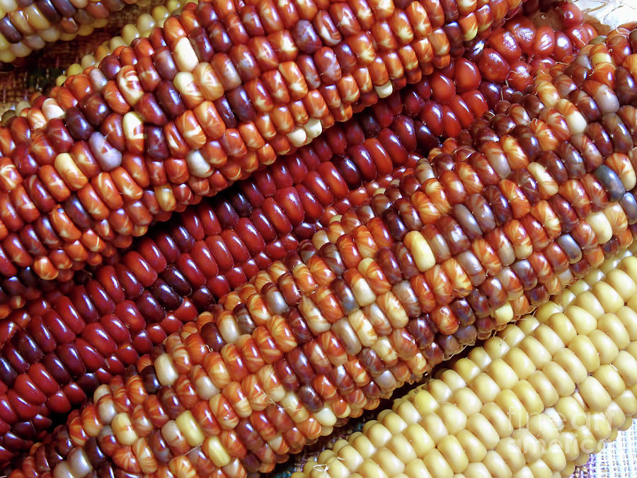 Colors Of Indian Corn Photograph by D Hackett