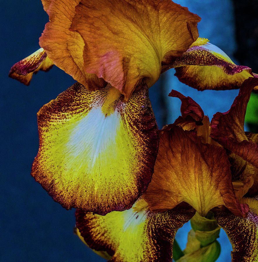 Colors of Iris Photograph by Paul Ross