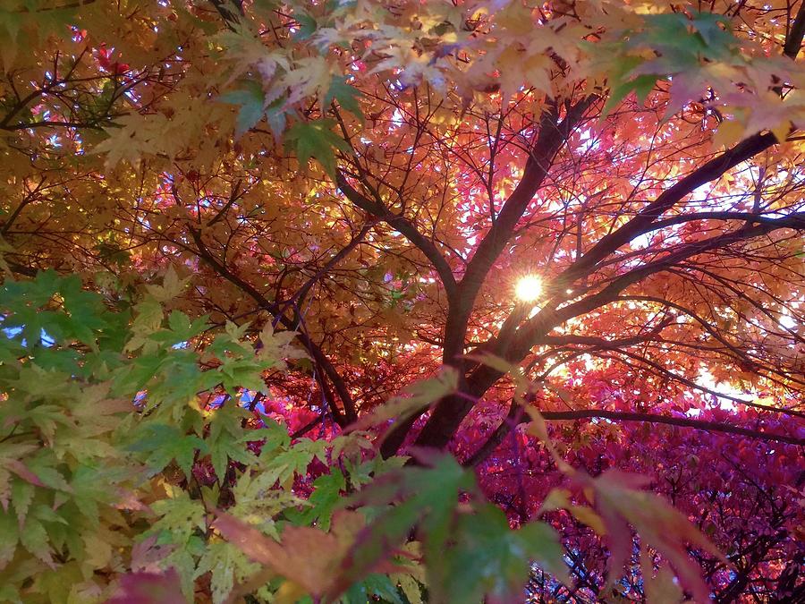 Fall Photograph - Colors Of Joy by Karen Horn