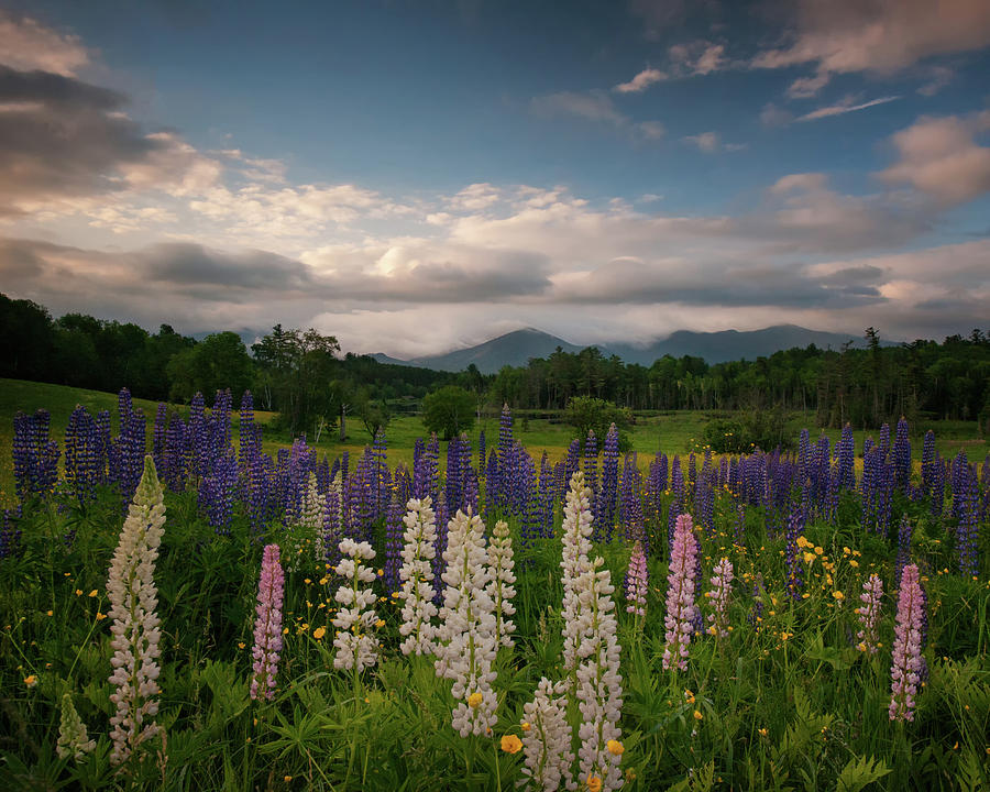 Colors of Lupines Photograph by Darylann Leonard Photography