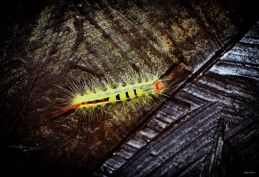 Colors Of Nature - Caterpillar 005 Photograph by George Bostian