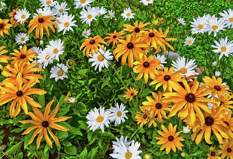 Colors Of Nature - Daisies 040 Photograph by George Bostian