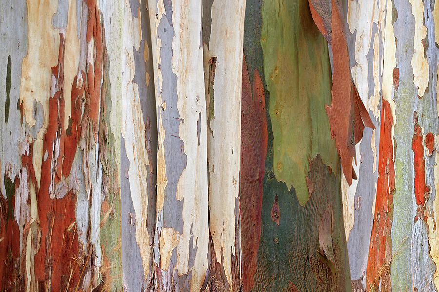 Colors Of Nature - Eucalyptus Tree Bark Abstract Photograph by Gill Billington
