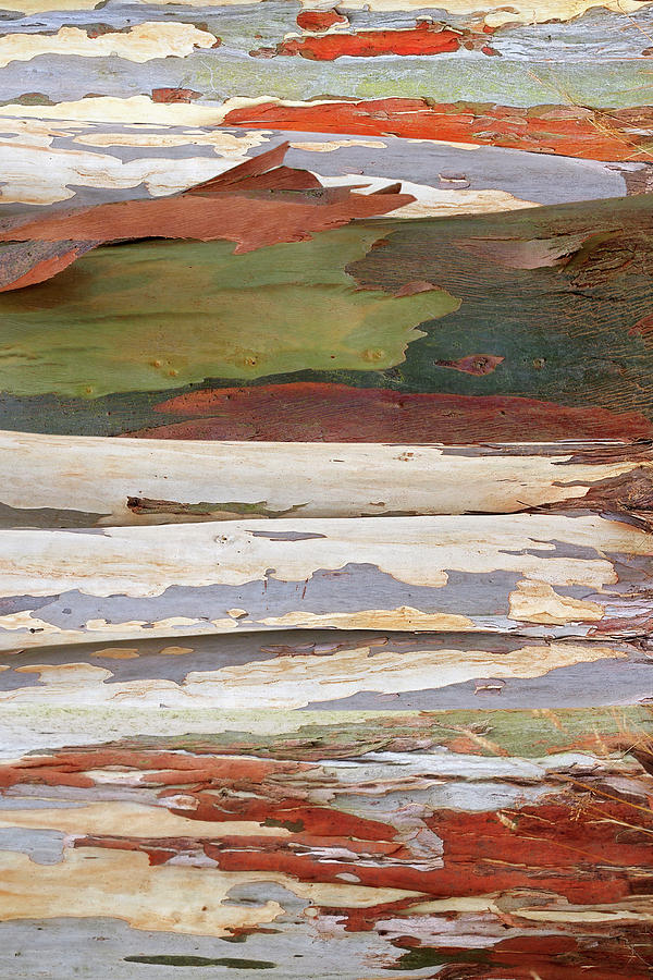 Colors of Nature - Eucalyptus Tree Bark Abstract Vertical Photograph by Gill Billington