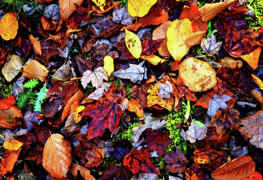 Colors Of Nature - Fallen Leaves 003 Photograph by George Bostian