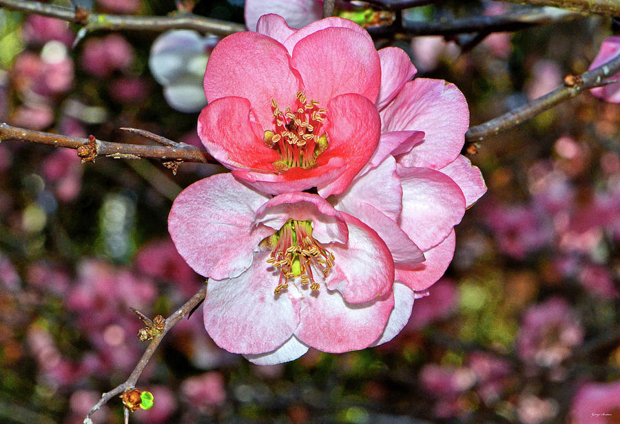 Colors Of Nature - Flowering Quince 008 Photograph by George Bostian