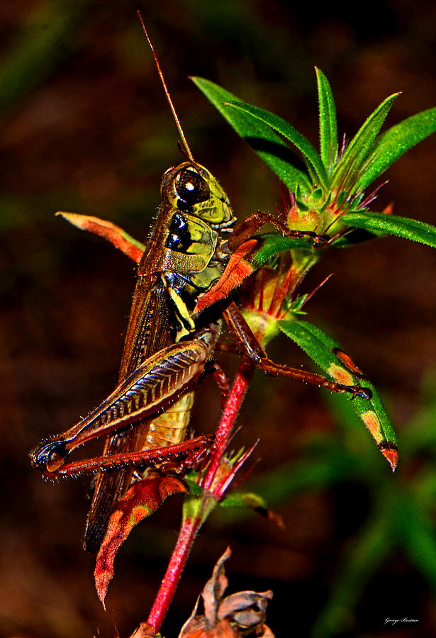 Grasshopper Photograph - Colors Of Nature - Grasshopper 003 by George Bostian
