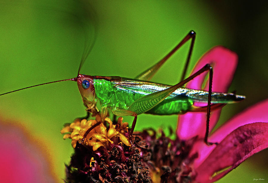 Colors Of Nature - Grasshopper On A Zinnia 001 Photograph by George Bostian