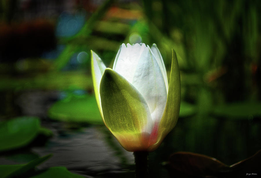 Colors Of Nature - Lily Profile 005 Photograph by George Bostian